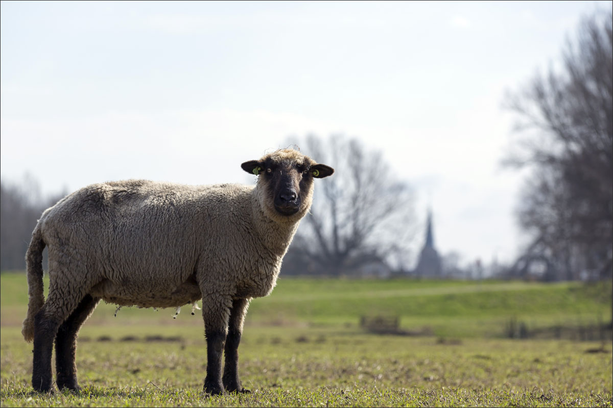 duitse zwartkop schaap