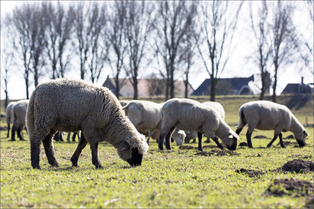 duitse zwartkop schaap