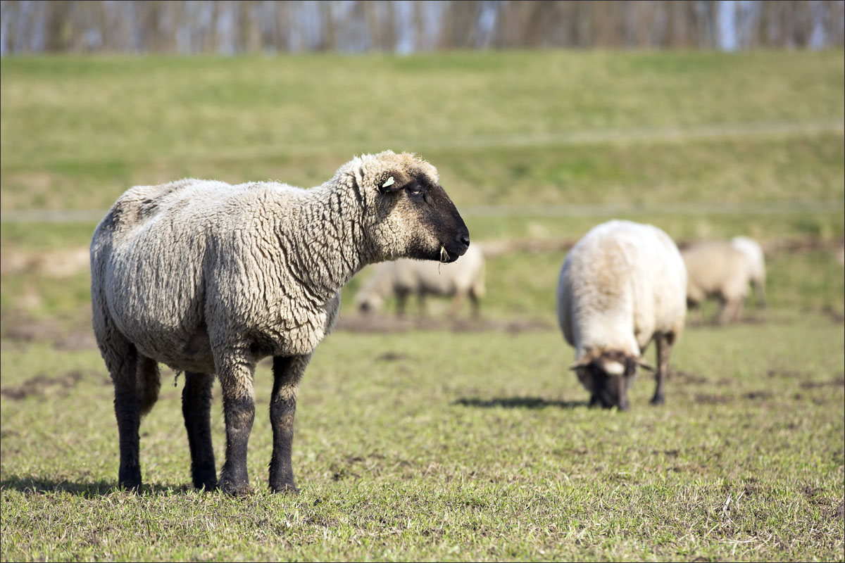 duitse zwartkop schaap