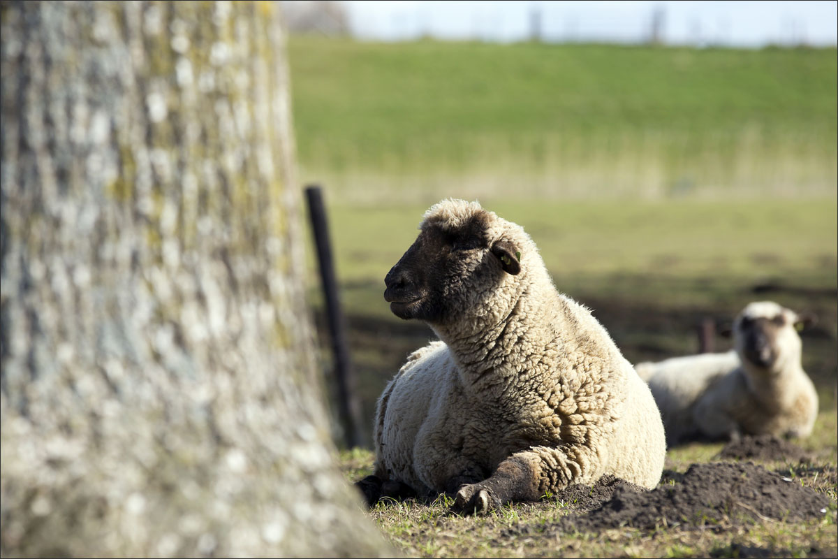 duitse zwartkop schaap