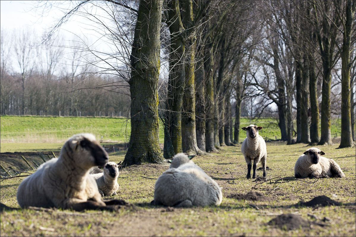 duitse zwartkop schaap