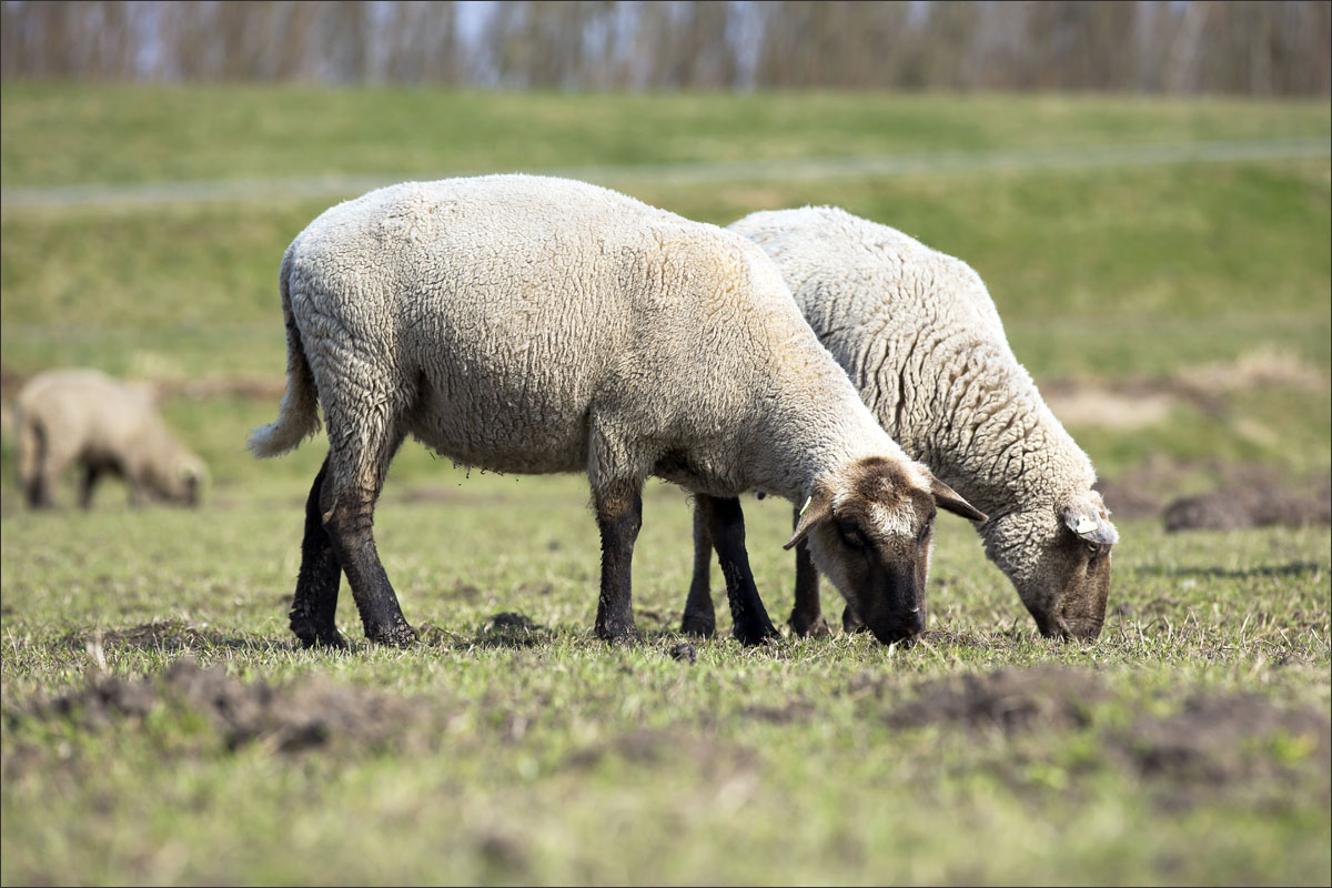 duitse zwartkop schaap