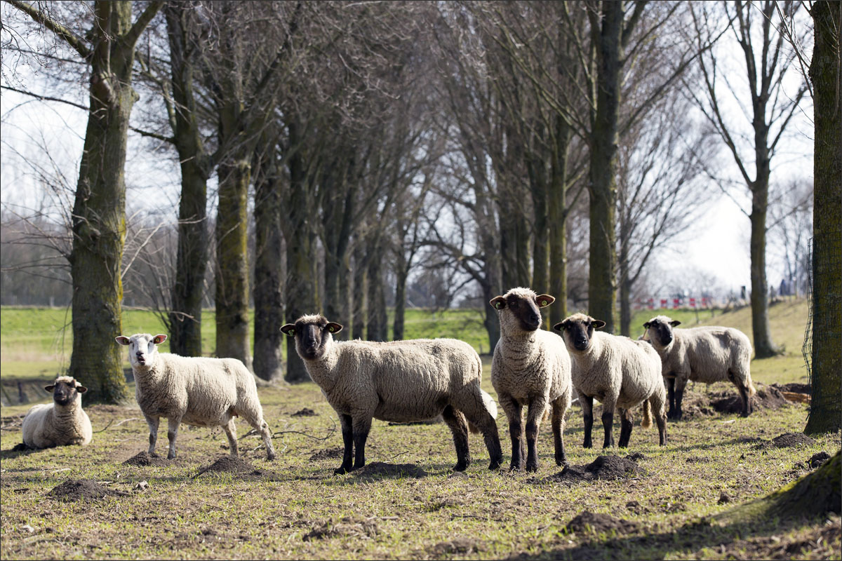 zwartkop schaap