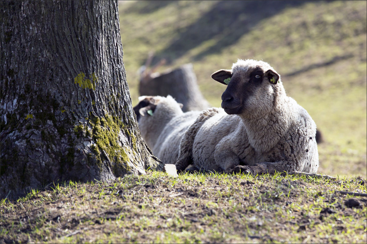 duitse zwartkop schaap