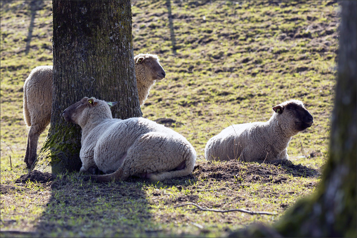 duitse zwartkop schaap