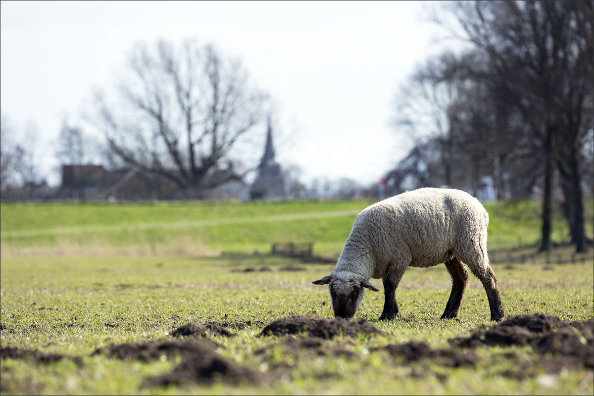 zwartkop schaap