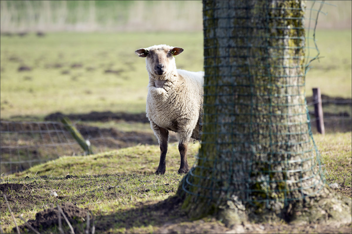 zwartkop schaap