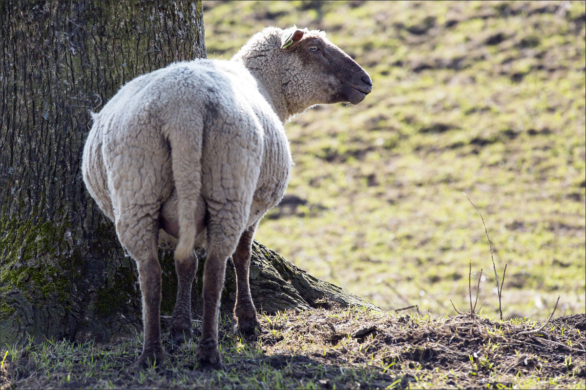 zwartkop schaap