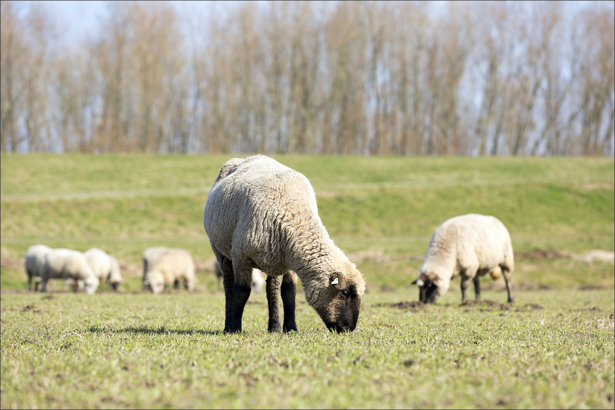 zwartkop schaap