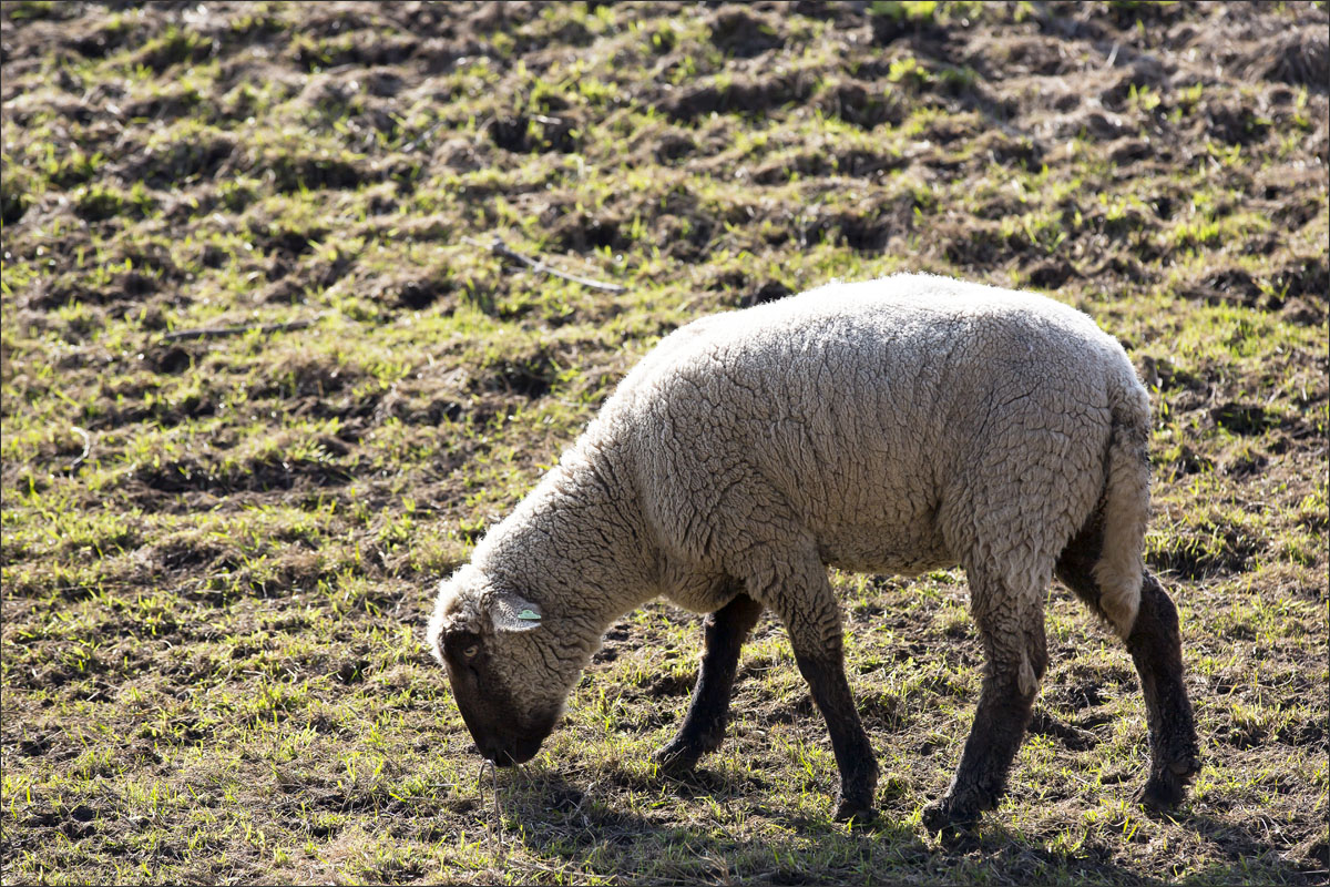 zwartkop schaap