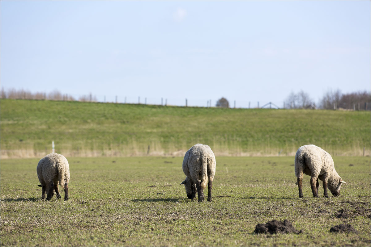 zwartkop schaap