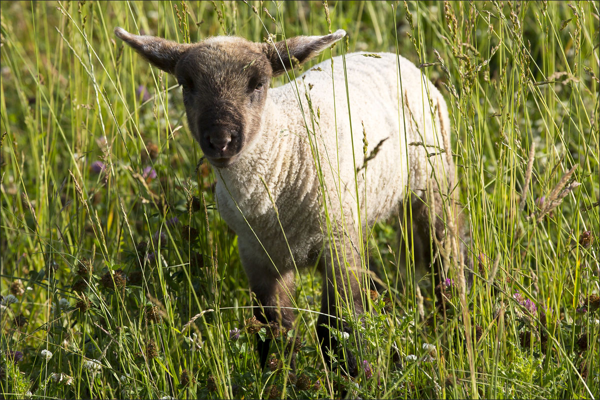 duitse zwartkop schaap