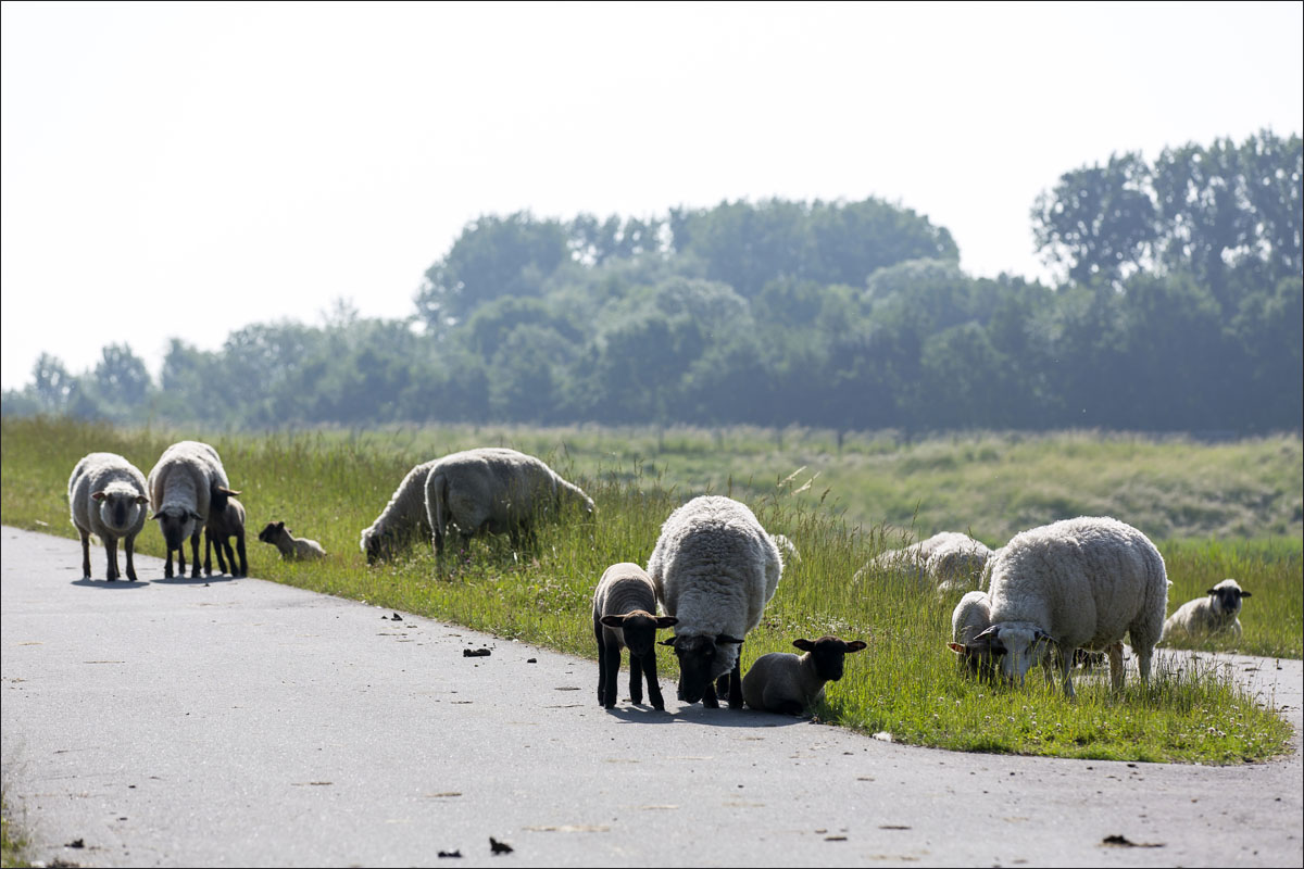 duitse zwartkop schaap