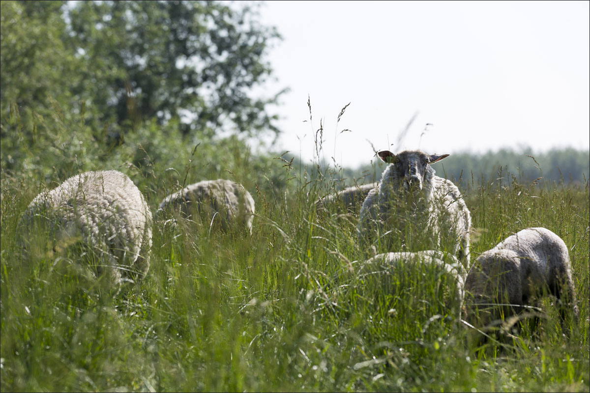 duitse zwartkop schaap