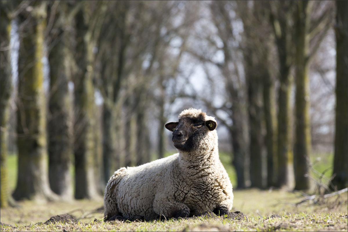 duitse zwartkop schaap