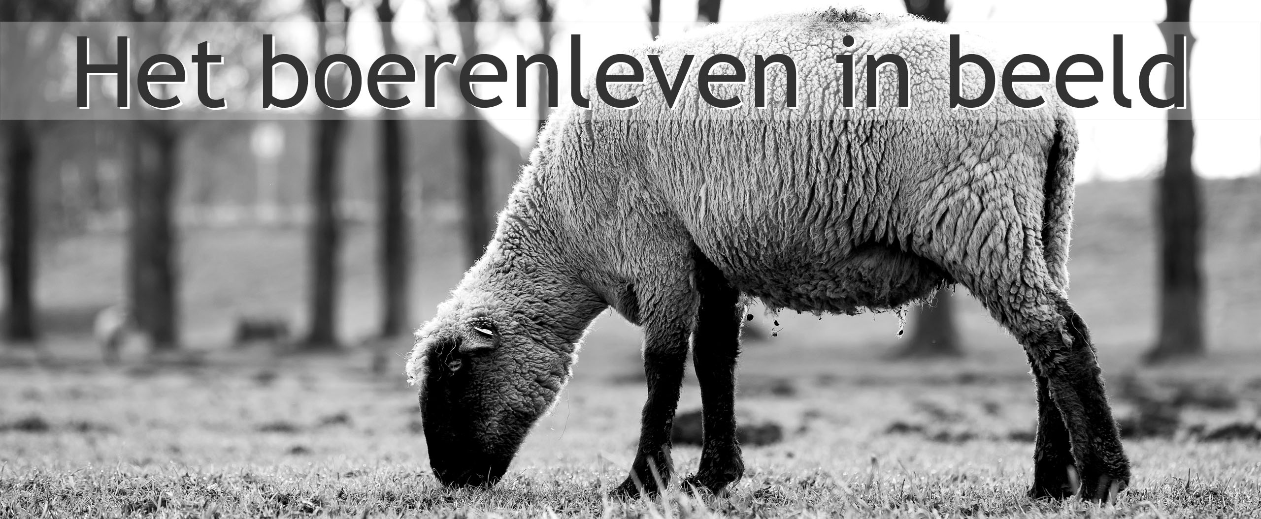 blog Duitse Zwartkop schaap