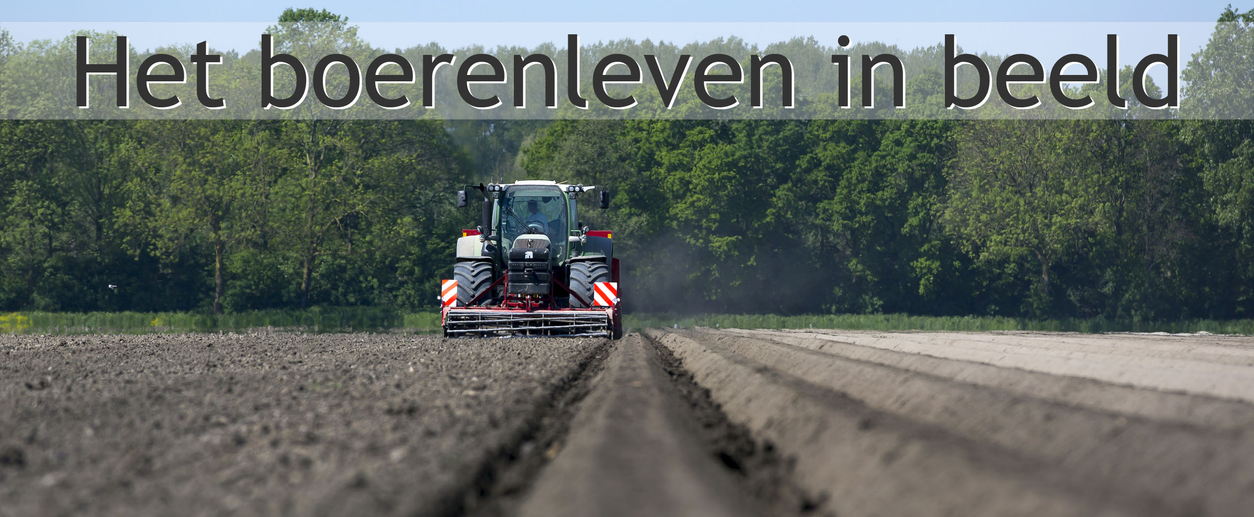 aardappelen poten