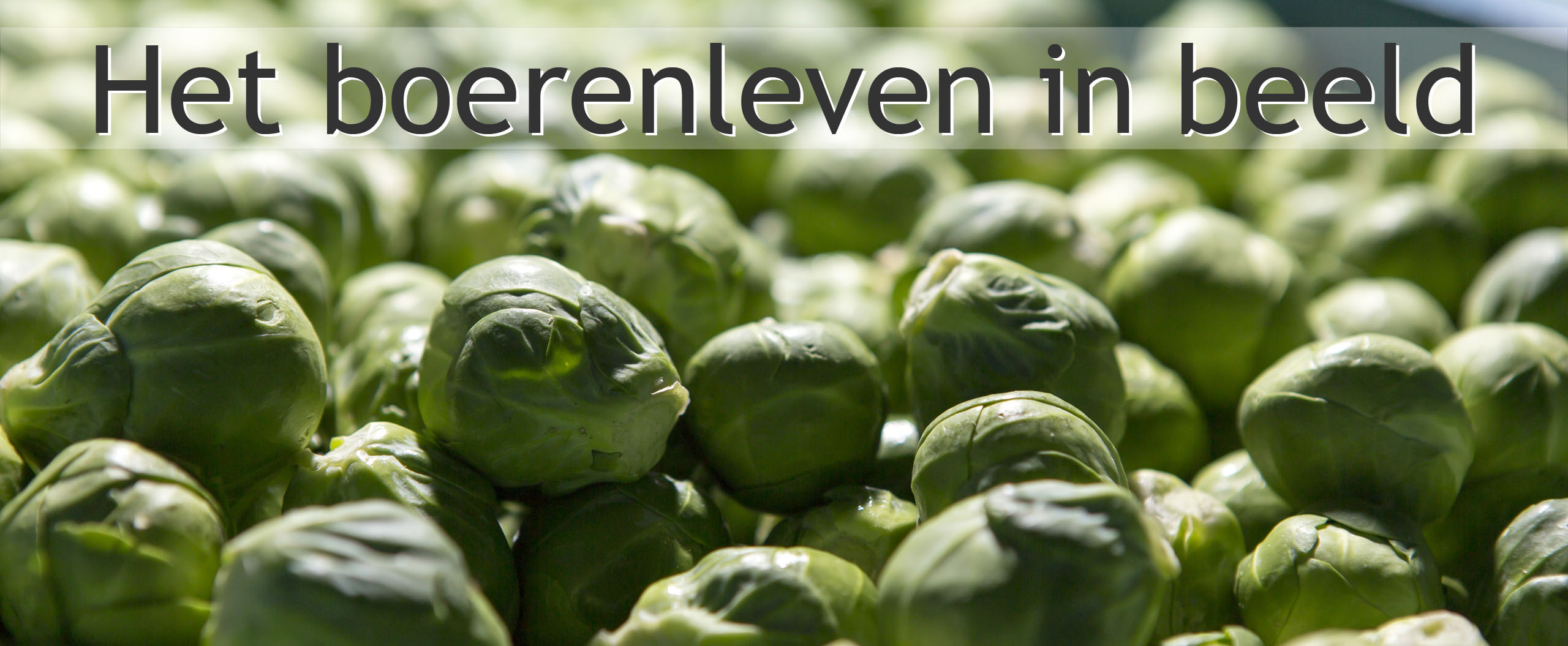 spruitjes