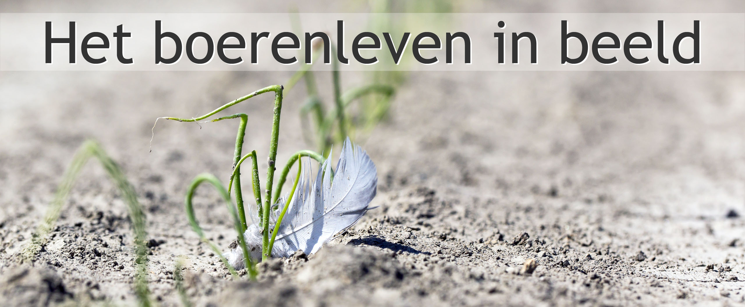 zaaiuien
