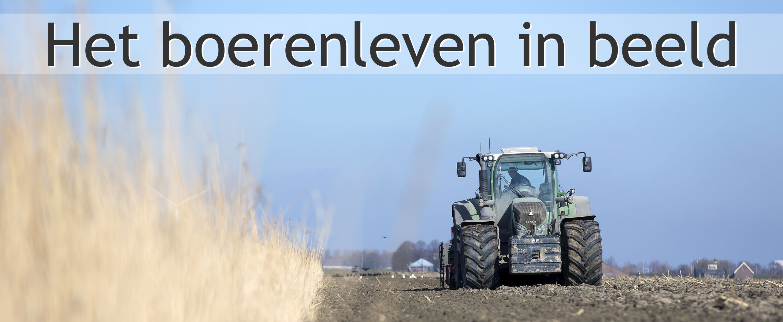 zomertarwe zaaien