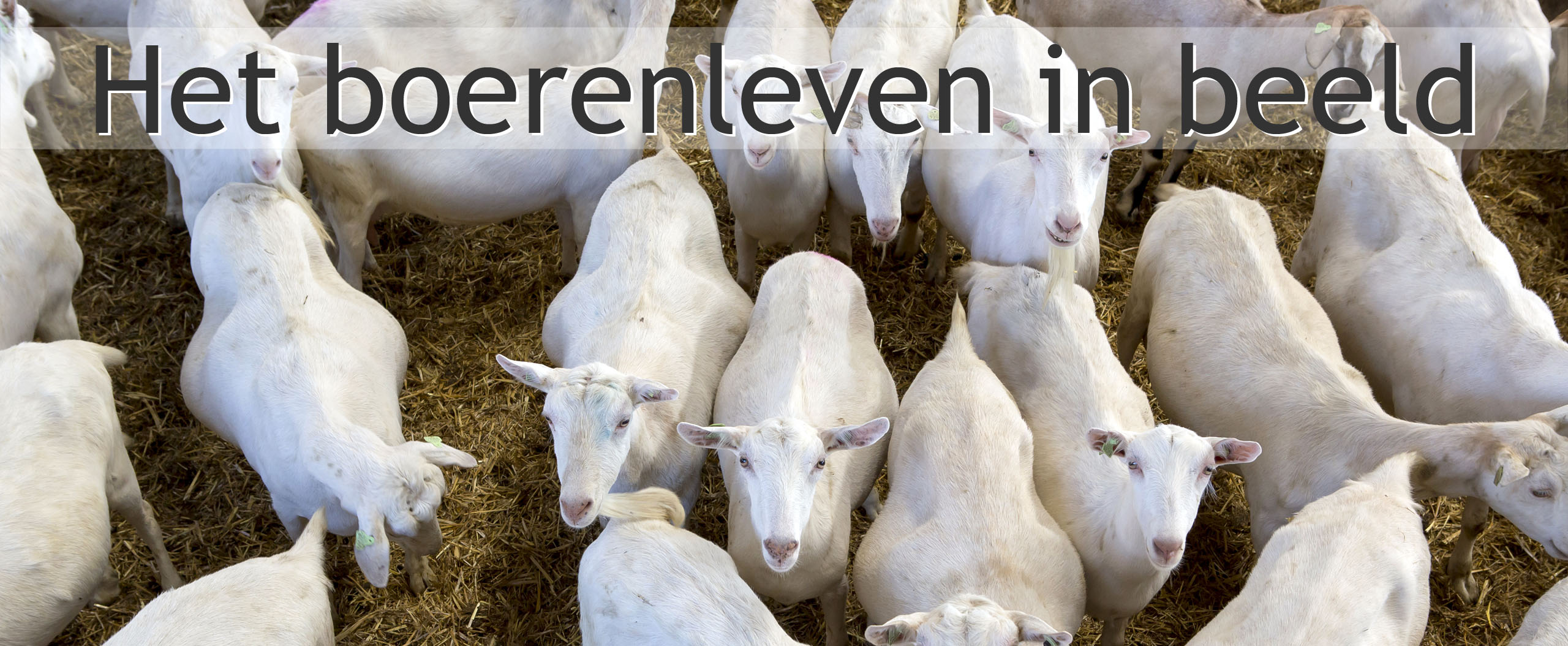 geitenstal