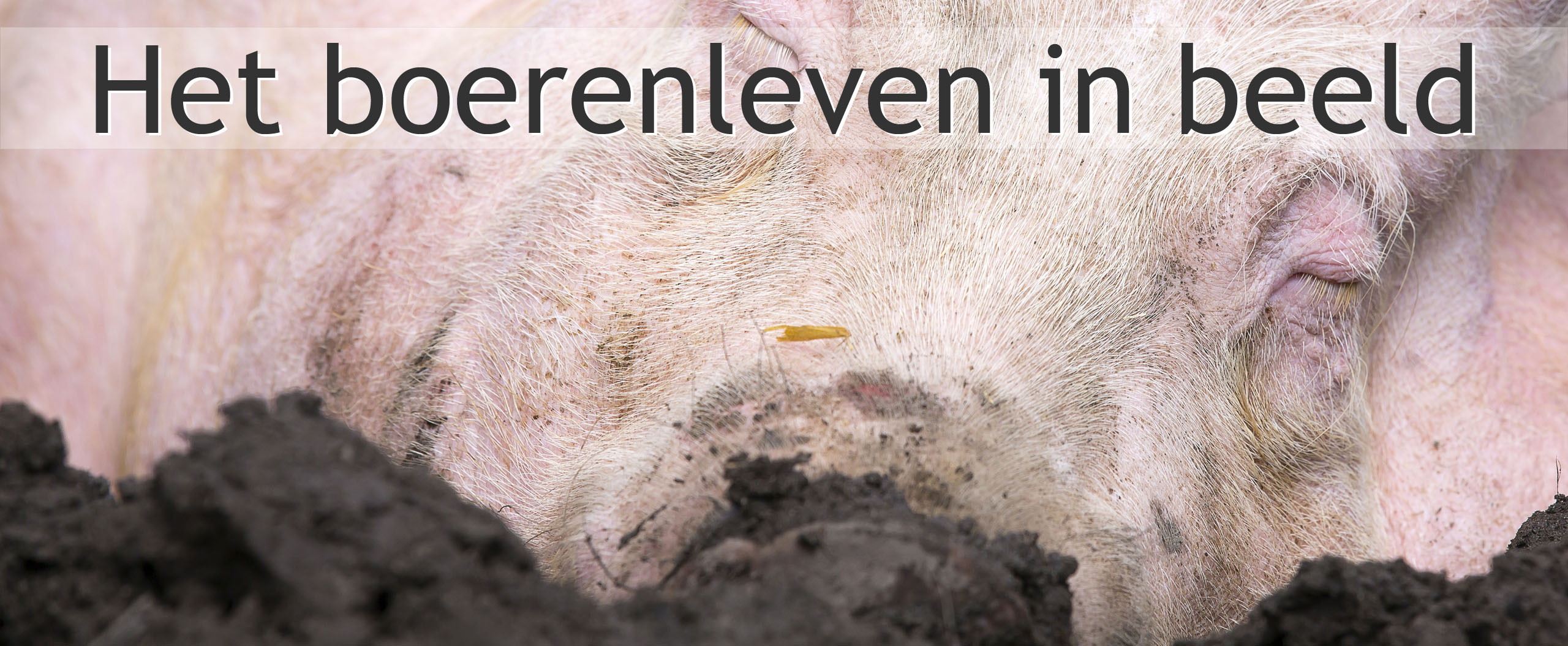 biologische varkenshouderij