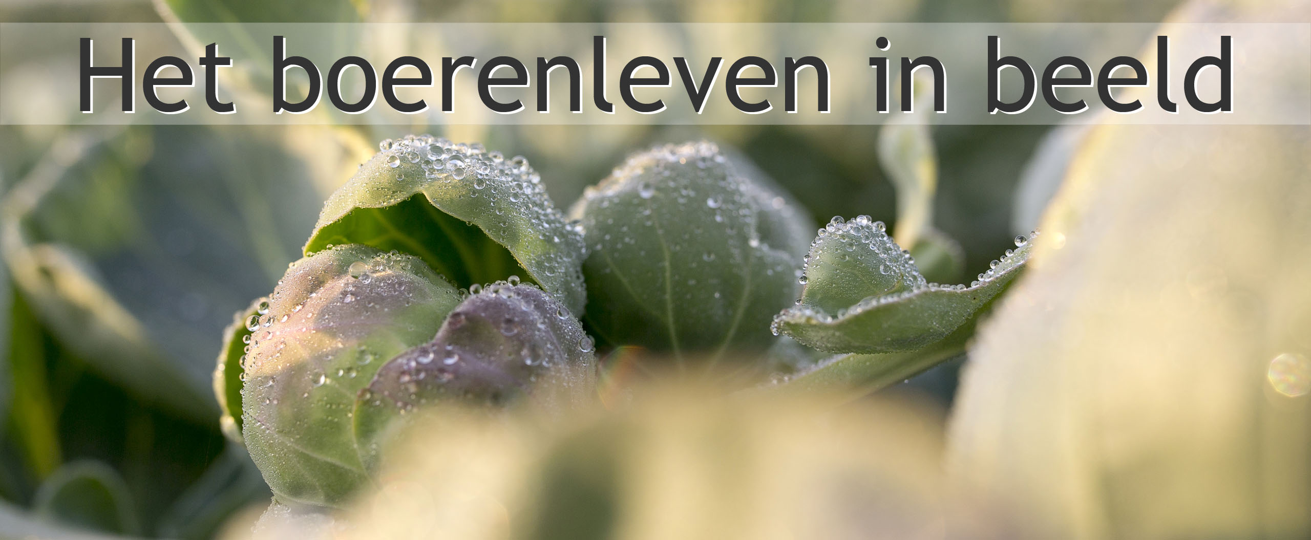 blog boerenleven