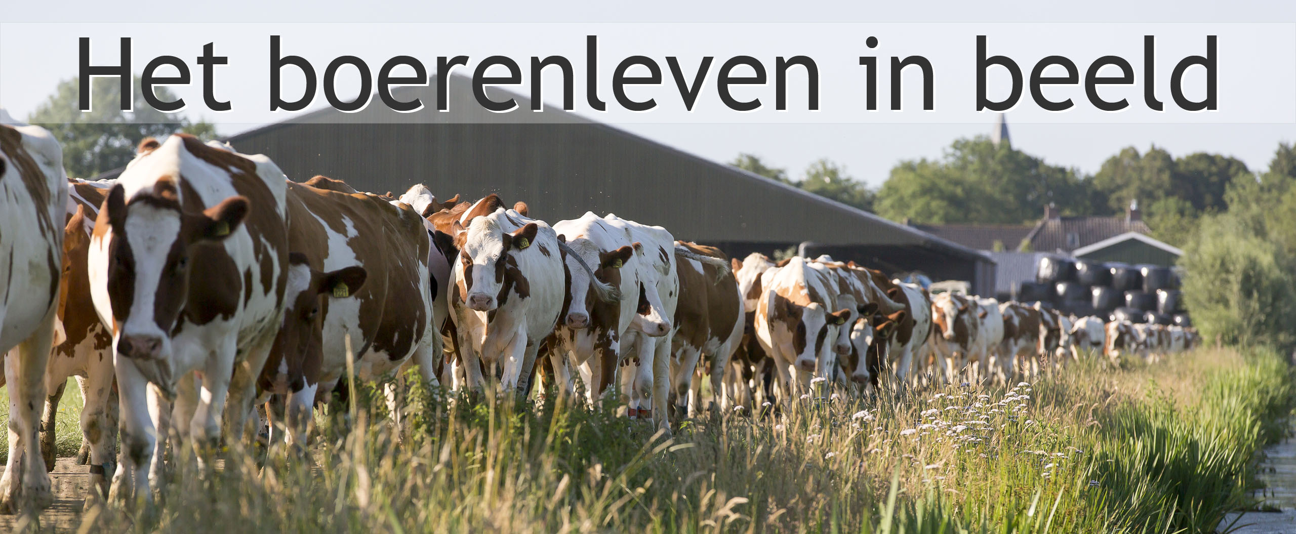 koe in de wei