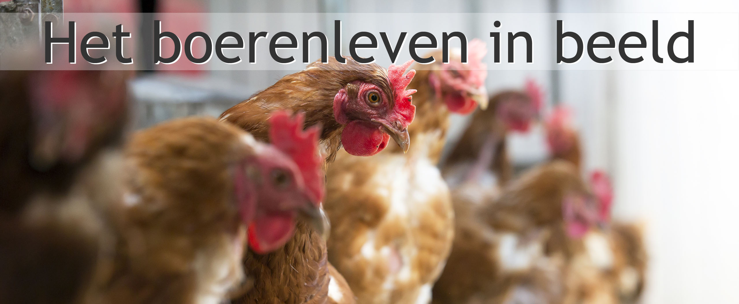 kippen boerderij