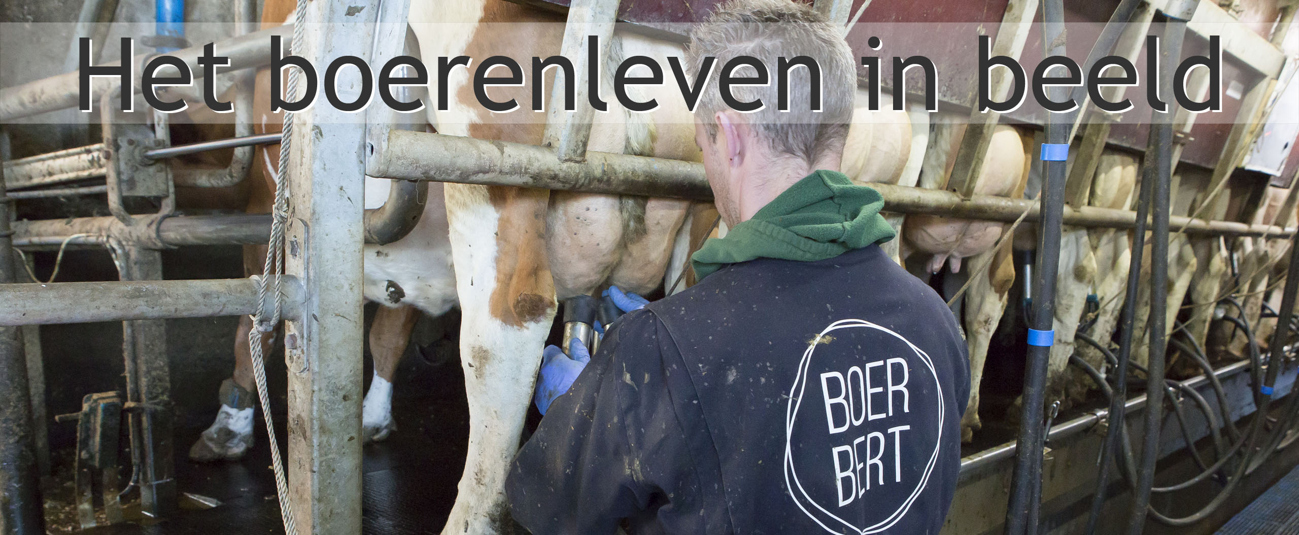 koe melken