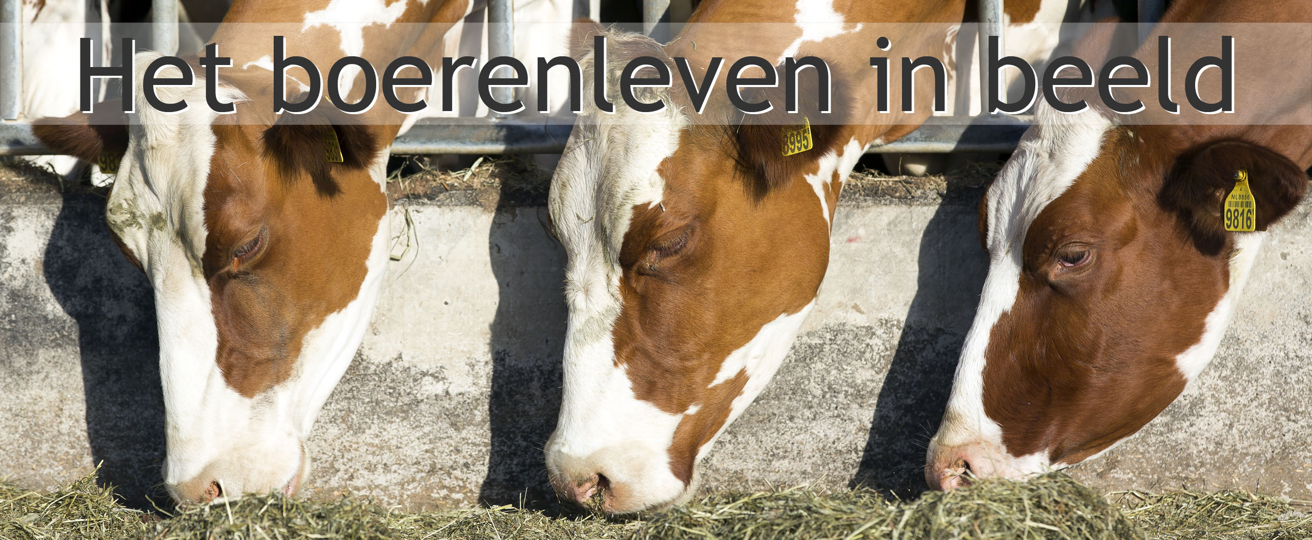 boerbert