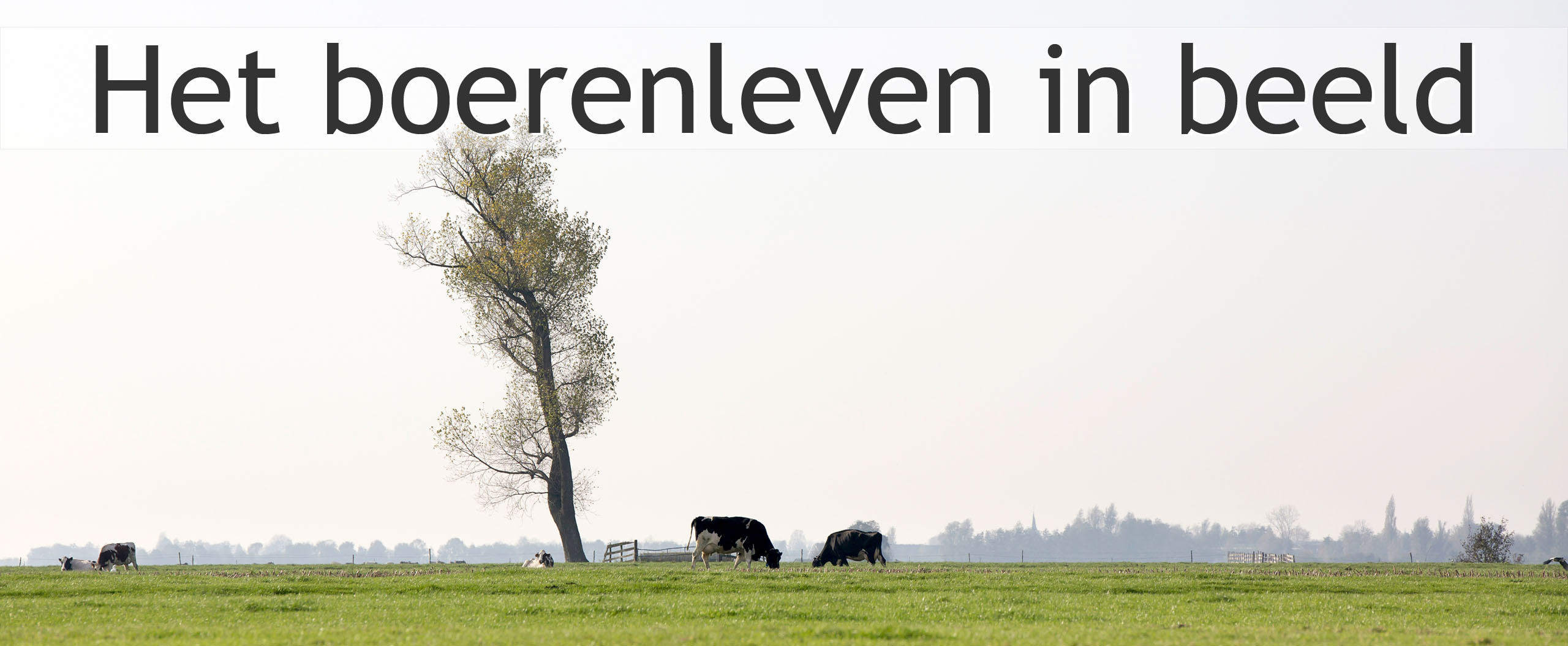 koeien polder