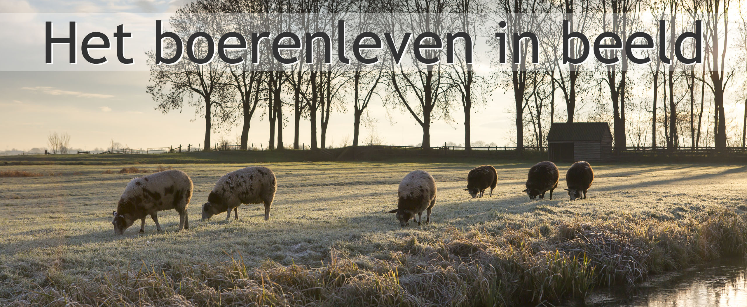 schapen polder