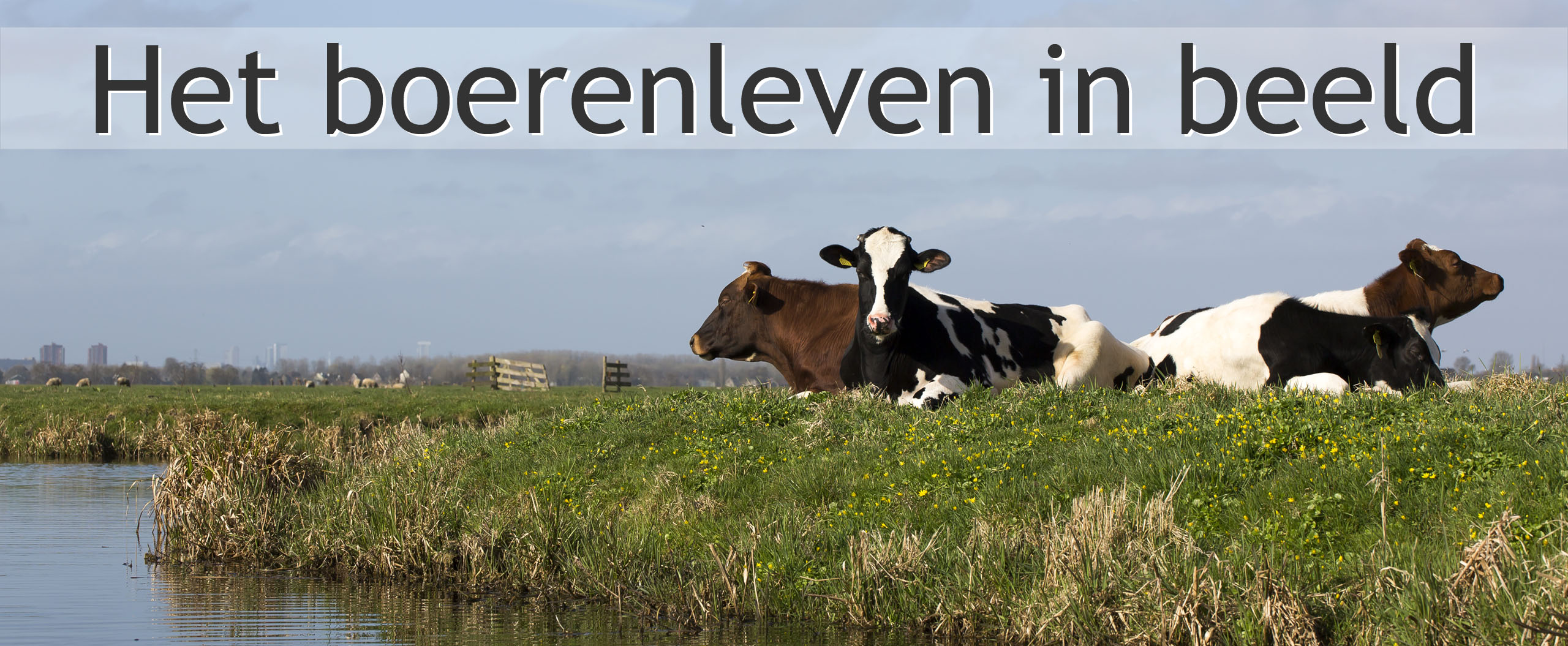 koeien polder