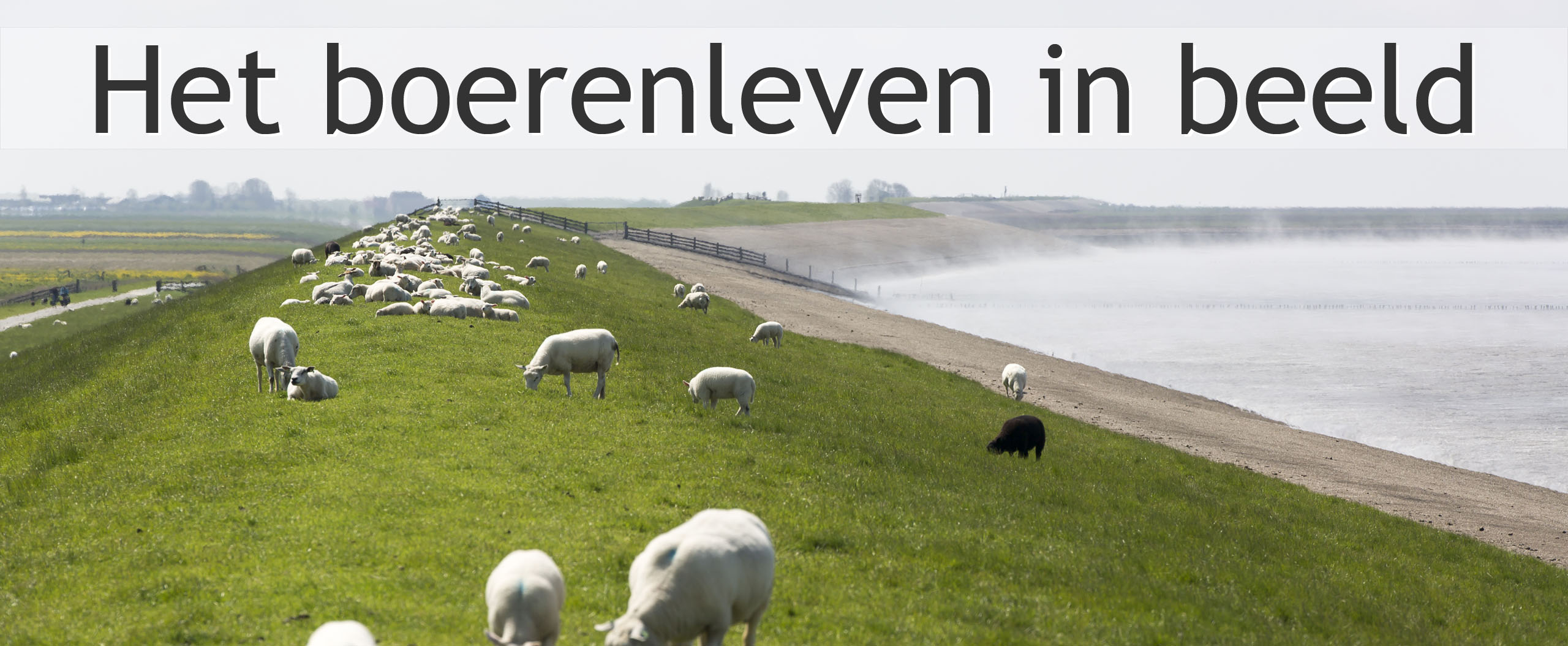 schapen dijk