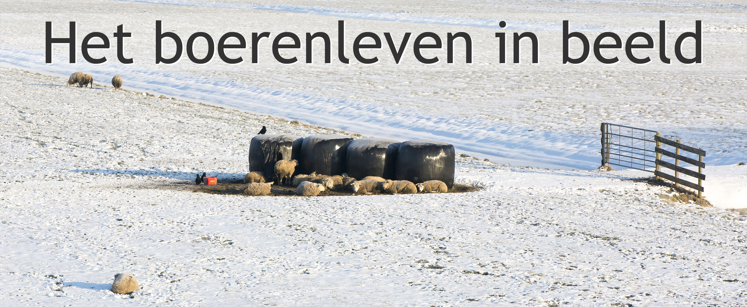 sneeuw in de polder