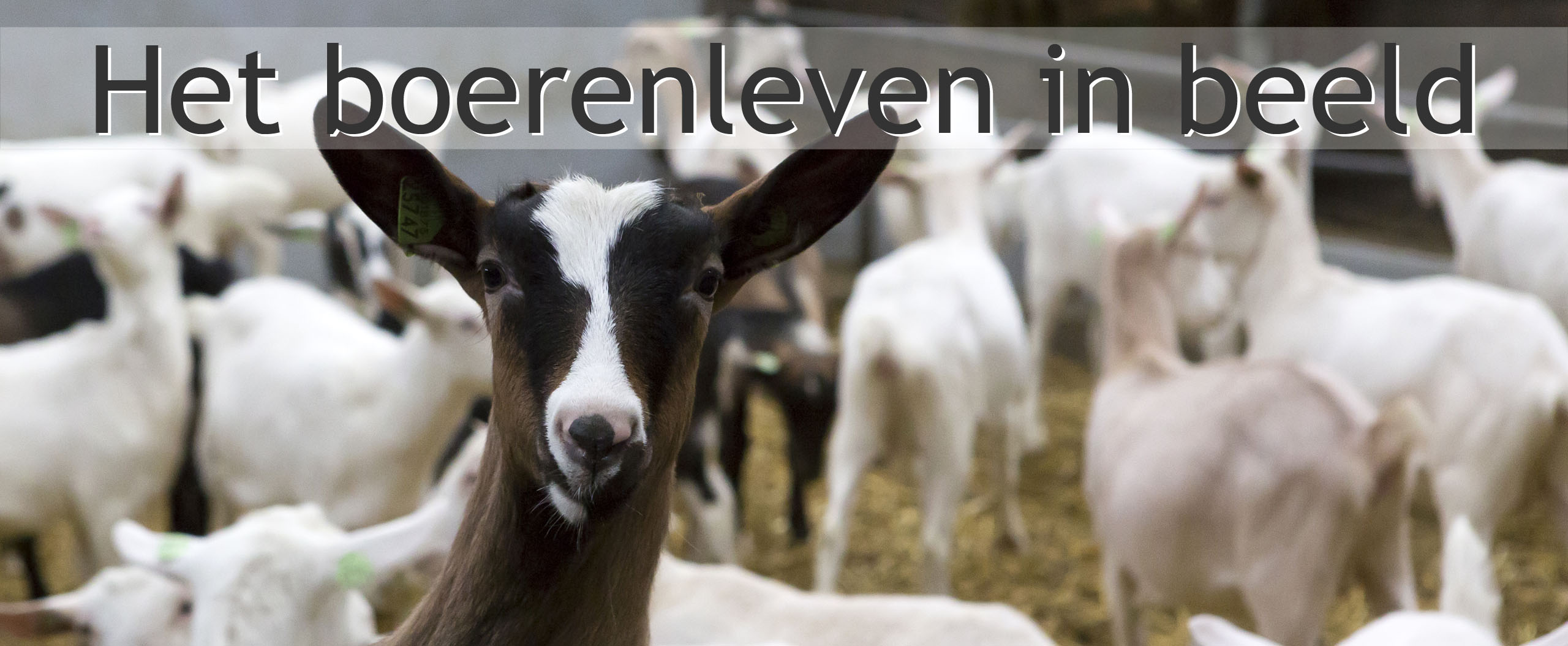 biologische geiten