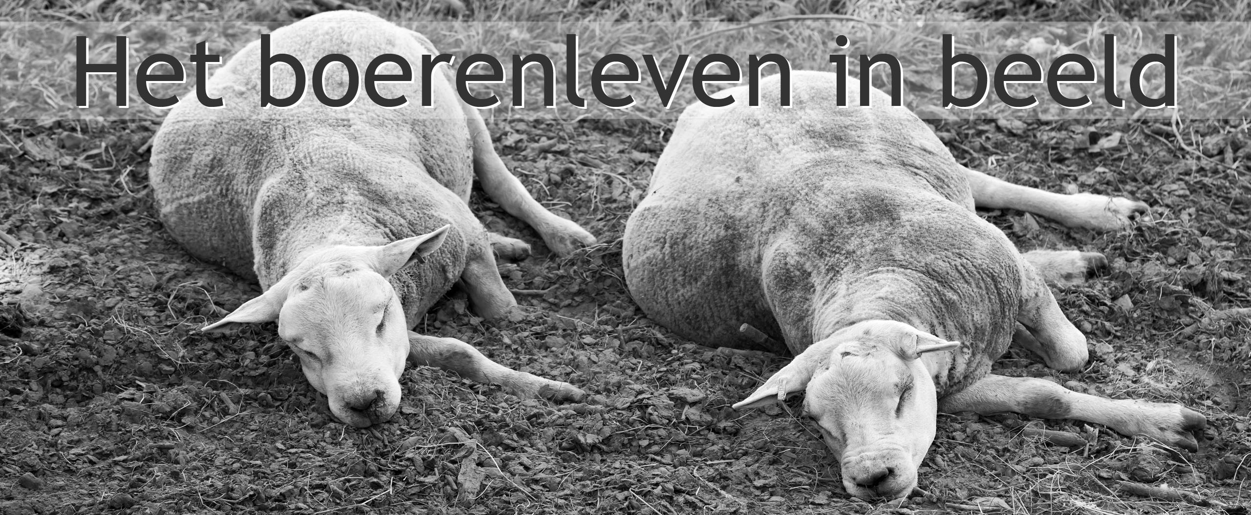 schapen