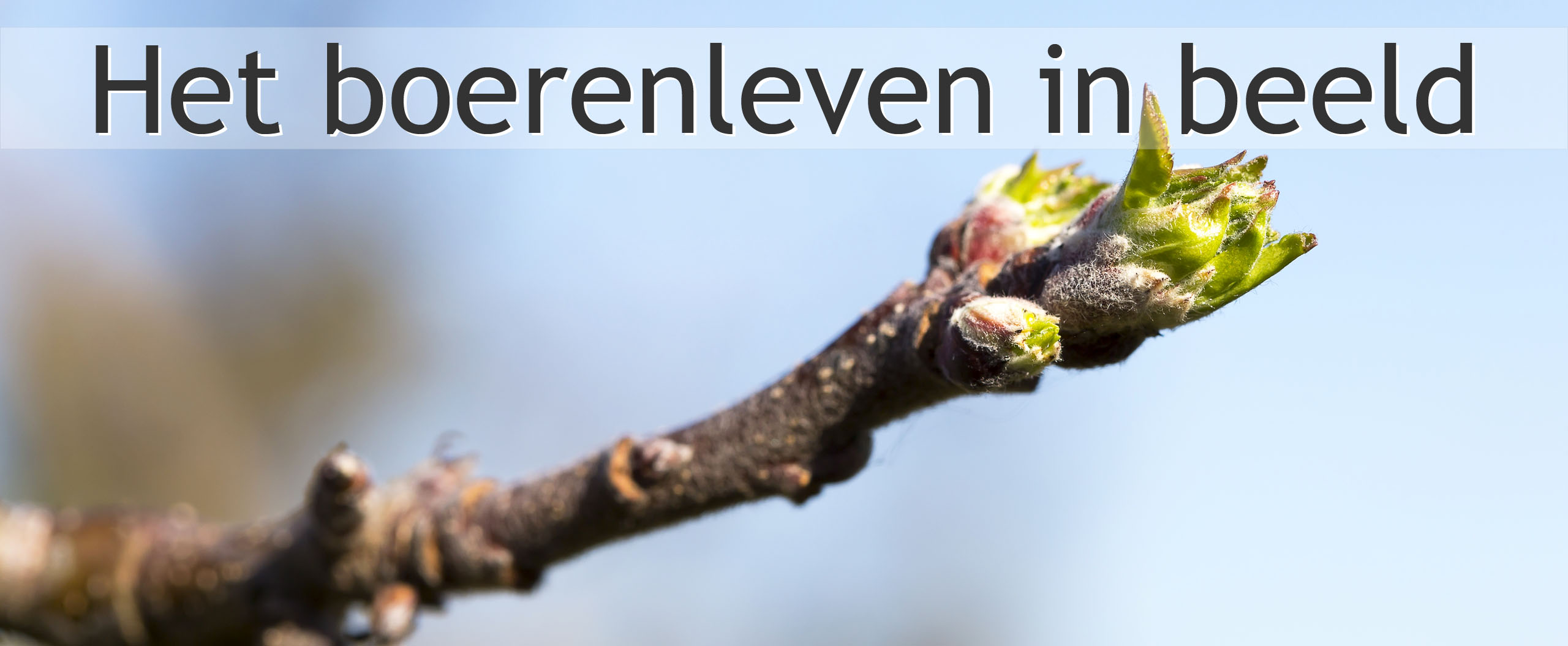 knop appelboom