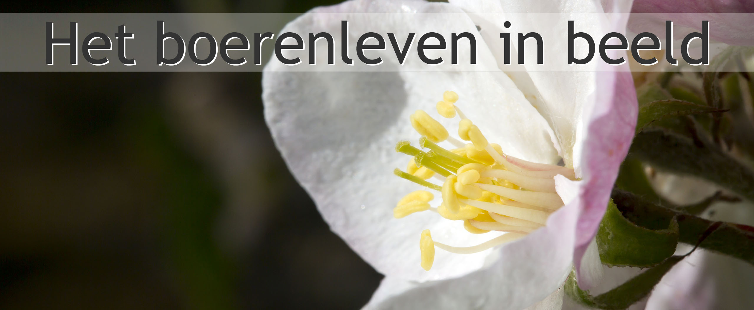 goudreinet bloesem