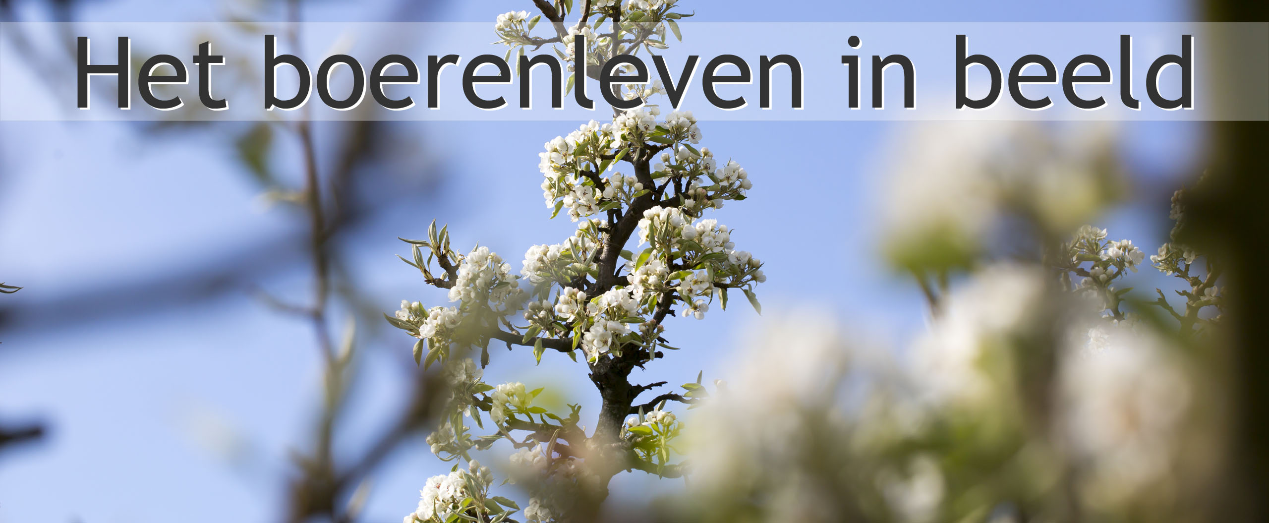 peren