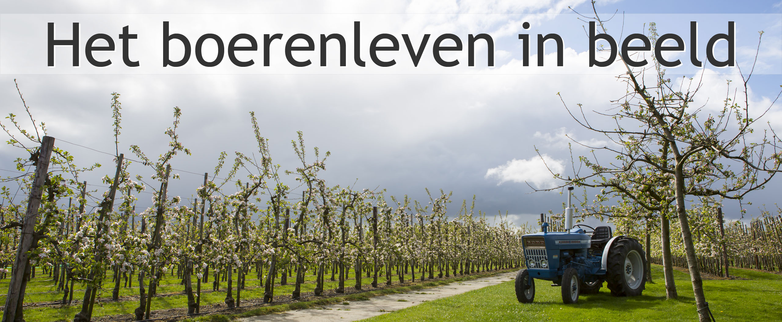 boomgaard bloesem