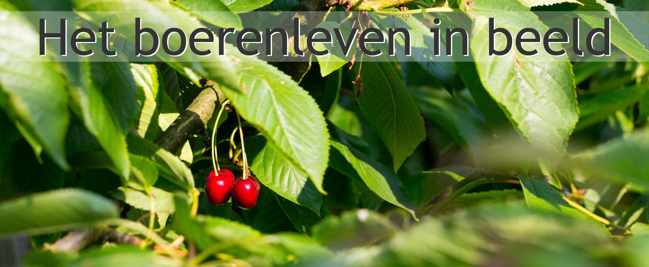 kersen fruitteler