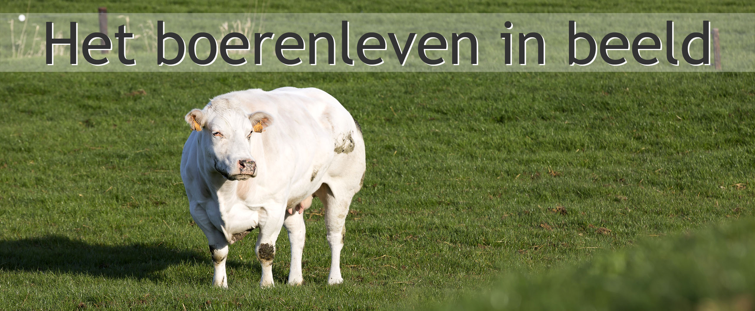 vleesrund