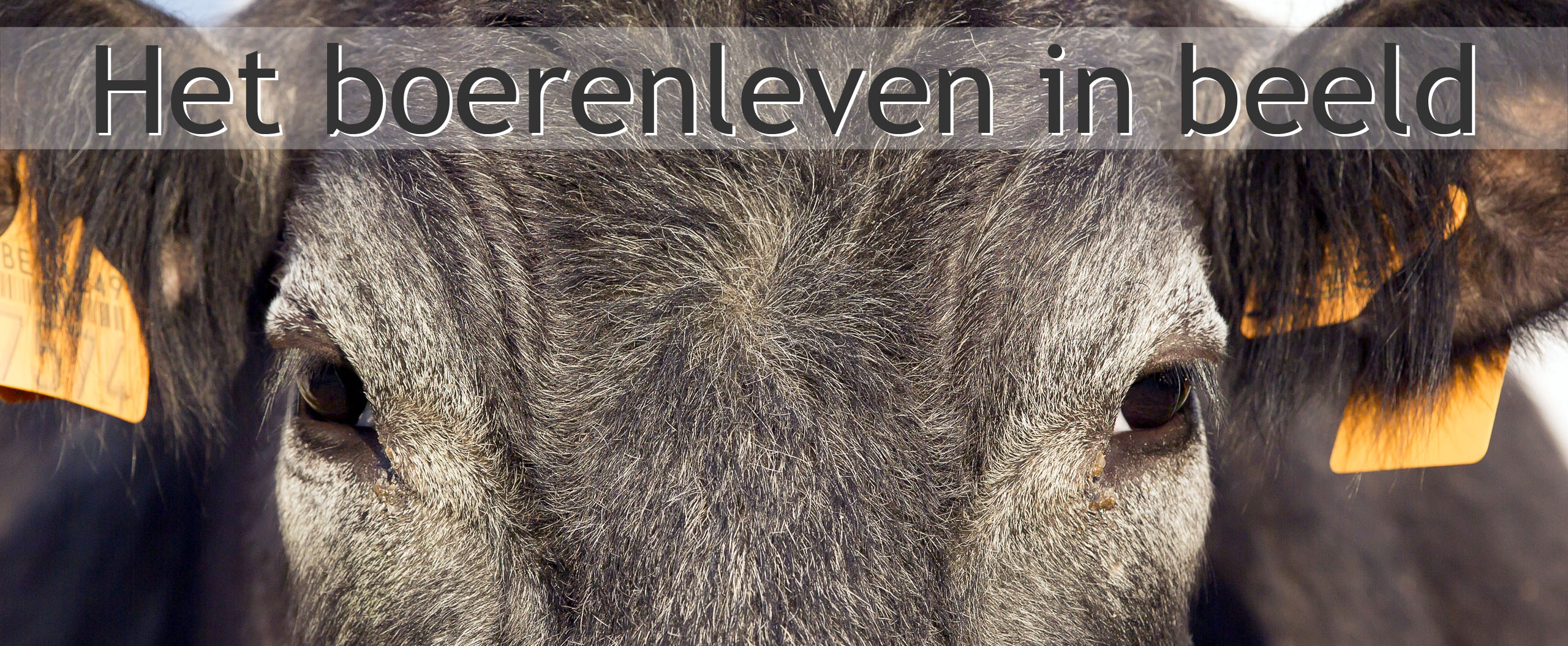 rund koe