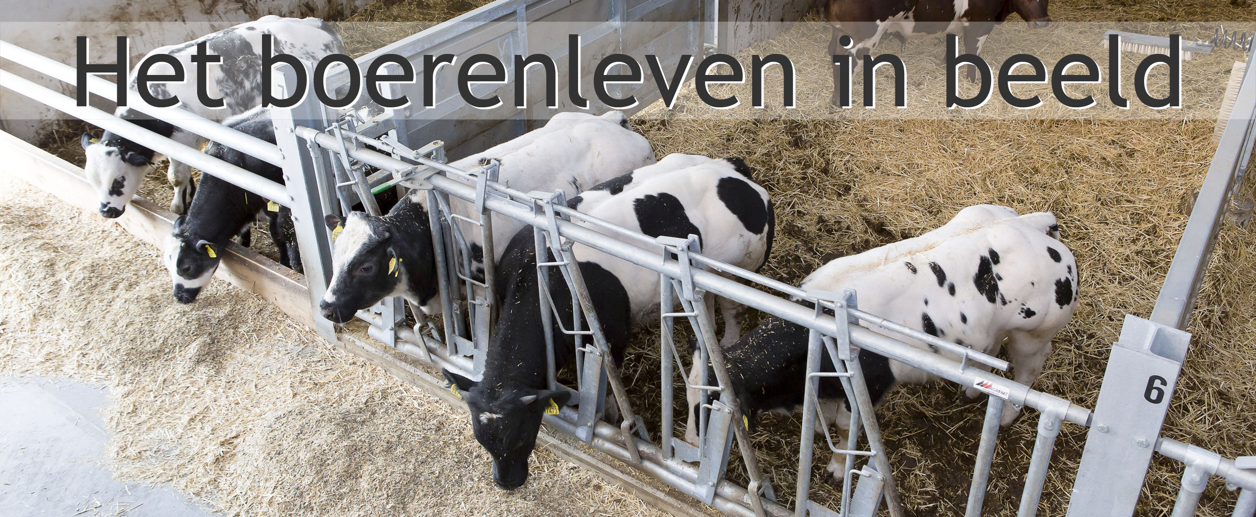 vleeskoeien