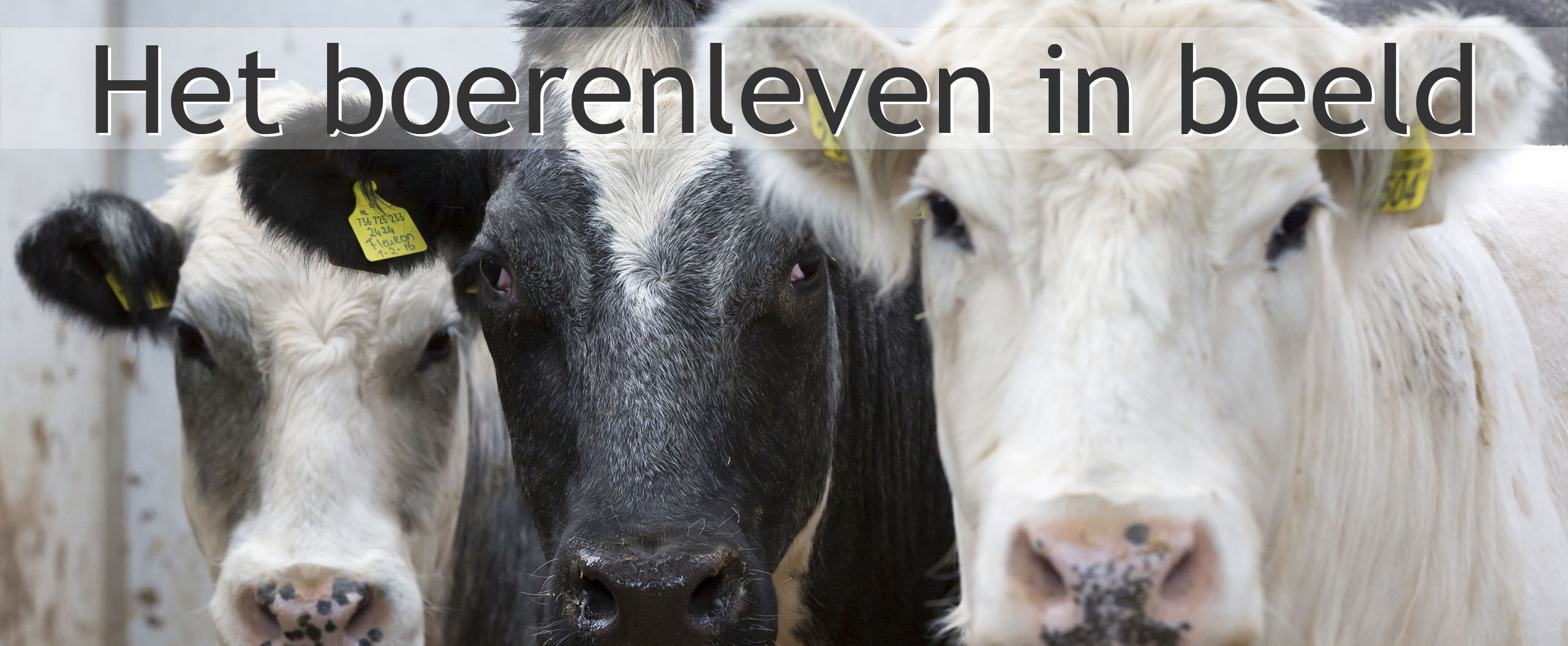 vleeskoeien