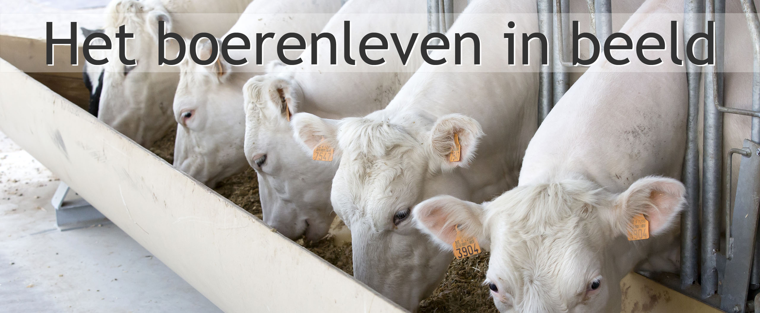 runderen stal