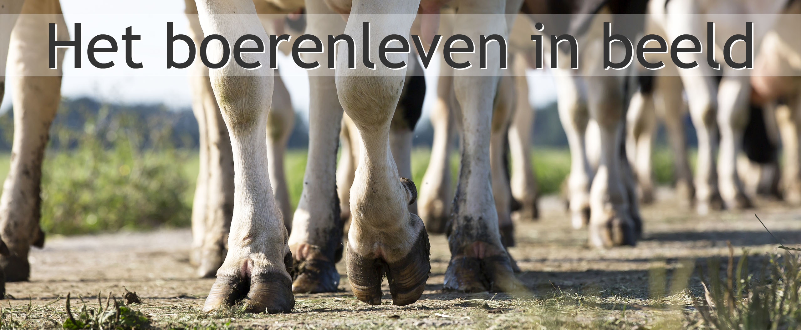 koeien melken