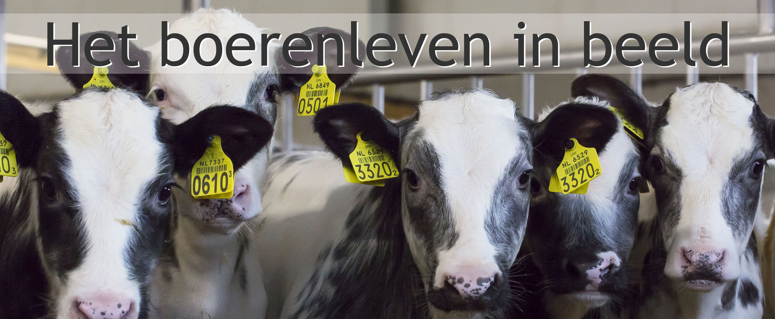 kalveren